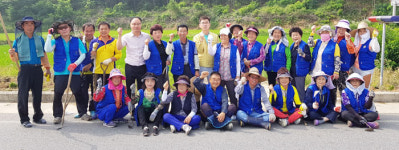 문경 영순면 바르게살기委 도로변에 국화 심어
