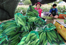 여름엔 옥수수가 제격이지