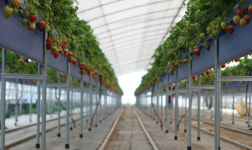 고설수경재배 상주딸기 지금 만나러 갑니다