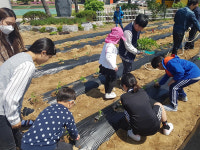 청송 파천初 6남매 가족 텃밭 가꾸기 행사