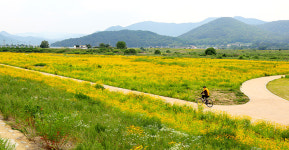 경주 형산강변 샛노란 꽃물결