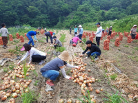 성주 대가면사무소, 농가 일손돕기 봉사활동 펼쳐
