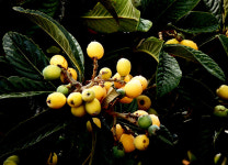 바람이 그림자를 흔들다