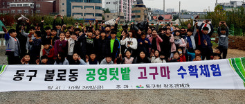 대구 동구청, 불로初 학생 고구마 수확 체험 진행