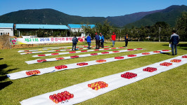 지역 맞춤형 선진기술 도입, 문경사과 명품화 기반 구축