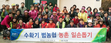 대구농협, 동구 평광동 일원서 사과수확·일손돕기 봉사