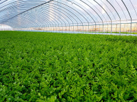 세조 미나리 관리 소홀은 곧 윗사람 업신여김… 충성의 상징 미나리