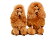 스탠다드 푸들과 미니어처 푸들