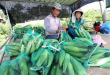 첫 옥수수 수확… 보고만 있어도 배부르네
