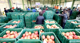 청송군 농산물공판장 본격 운영