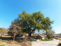 상주 두곡리 뽕나무 천연기념물 됐다