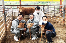 한우 수정란 이식사업으로 세쌍둥이 출산