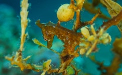 울릉도 해안서 첫 왕관해마 서식 확인… IUCN 멸종위기 보호종 촬영성공