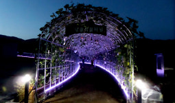 영주 콩세계과학관 덩굴식물 터널 인기