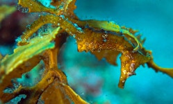 울릉도에 해마가 산다…울릉도·독도 해양보호생물 관리 활성화 세미나