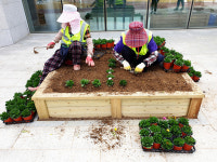 영주시 콩세계과학관 봄꽃 식재