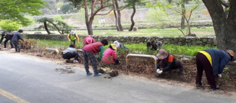 군위 대율1리 주민들 관광객 맞이 도로변에 연산홍 1천여그루 심어