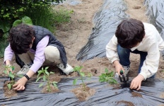 울릉도 천부초등 꿈 자람 텃밭 가꾸기…각종 모종 심기 체험