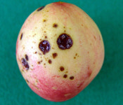 경산 복숭아 천공병 확산 비상