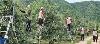 청송 주왕산국립공원사무소, 과수농가 찾아 적과작업 도와