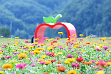 청송, 국내 최대 백일홍 화원 조성산소카페 청송정원 내달 1일 개장