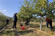 영덕 남정면 직원들, 일손 부족한 농가 찾아 구슬땀