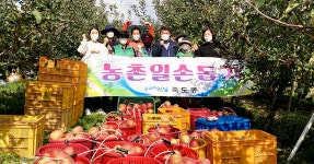 포항 죽도동행정복지센터, 일손부족 사과농가 돕기