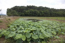 역사 품은 안동 소산마을 함께 걸어요