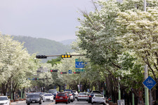 경주 태종로 이팝꽃 만개