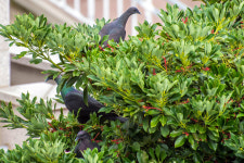 울릉군 목(木) 후박나무…산림과학원 기후변화 대응 유망수종