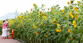 경주 서천둔치 2만5천송이 해바라기꽃 장관