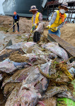 영덕 해변에 썩은 참치 수천 마리 밀려와 악취