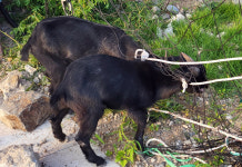 울릉도 섬 일주도로 운전자 위협 염소…마을 주민들이 6마리 일망타진