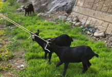 울릉도 섬 일주도로 운전자 위협 염소…마을 주민들이 6마리 일망타진