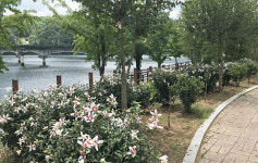 독립운동의 꽃 안동무궁화