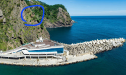 울릉도 도동항 향나무 태풍에 뽑혀…여객선 터미널 절벽에 자생