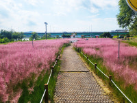 안동 낙동강변 둔치, 핑크뮬리 물결 넘실