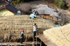 경주 양동마을 초가지붕 겨울 채비 한창