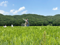 안동 청보리밭 축제… 초록빛 물결에 반하다