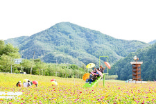 백일홍 활짝핀 산소카페 청송정원 개장