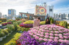 대구 서구, 가을국화전시회 개최