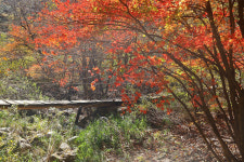 형형색색 물든 봉화 백천계곡
