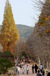 경북 천년 숲 정원 막바지 단풍