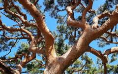 와송의 강인하고 끈질긴 생명력은 차라리 아름답다