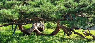 와송의 강인하고 끈질긴 생명력은 차라리 아름답다