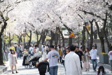 경주 대릉원돌담길 벚꽃축제 22일 개막…벚꽃 라이트쇼장관