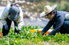 울릉도 개척시대 봄철 생명초 명이…산림청, 울릉주민에게 채취 양여