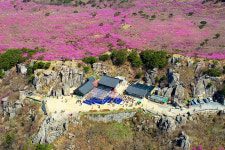 봄, 30만평 참꽃 군락지 분홍빛 향연 절정