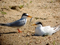 안동호 쇠제비갈매기 천국…안동시 생태관광 자원으로 키운다
