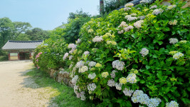 초여름, 경주 기림사 산책 어때요?